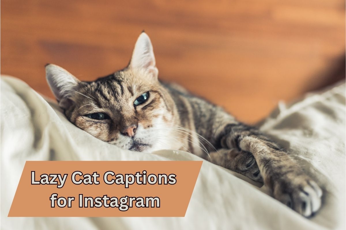 Lazy Cat Captions for Instagram