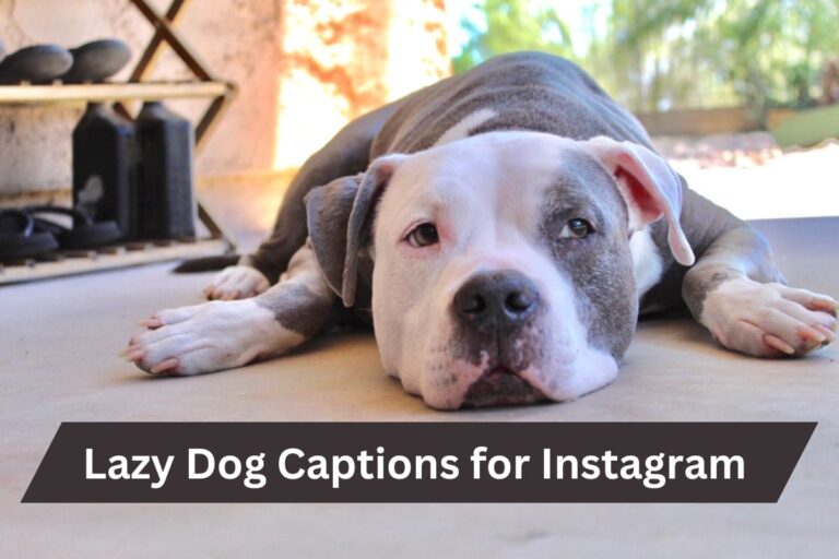 lazy Dog Captions for Instagram