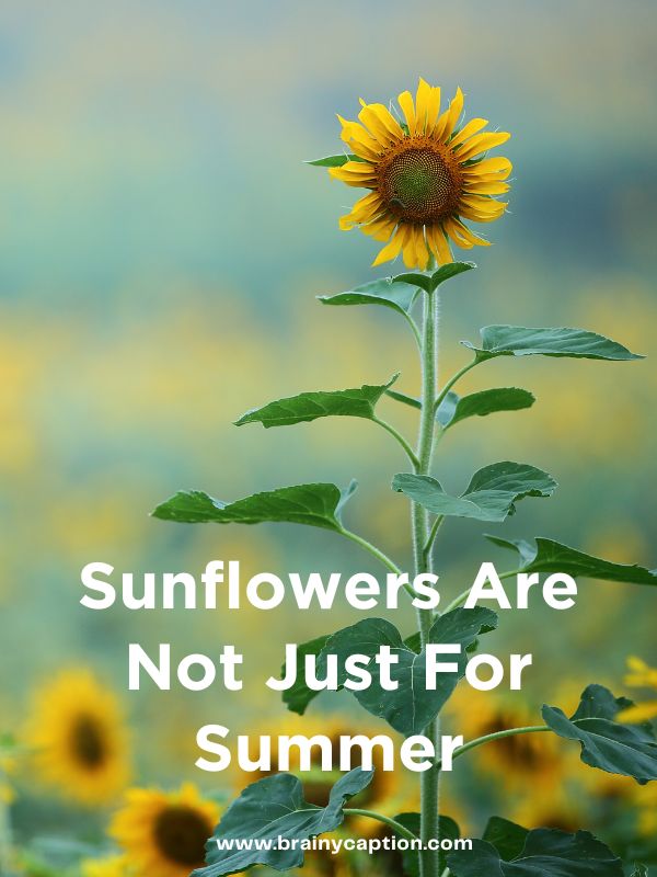 Clever Sunflower Instagram Captions- Sunflowers are not just for summer