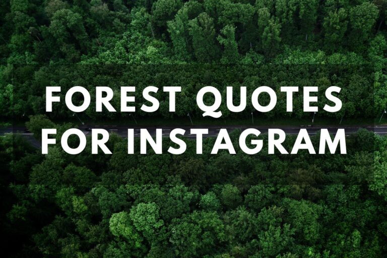 Embrace Nature Wisdom Captivating Forest Quotes For Instagram