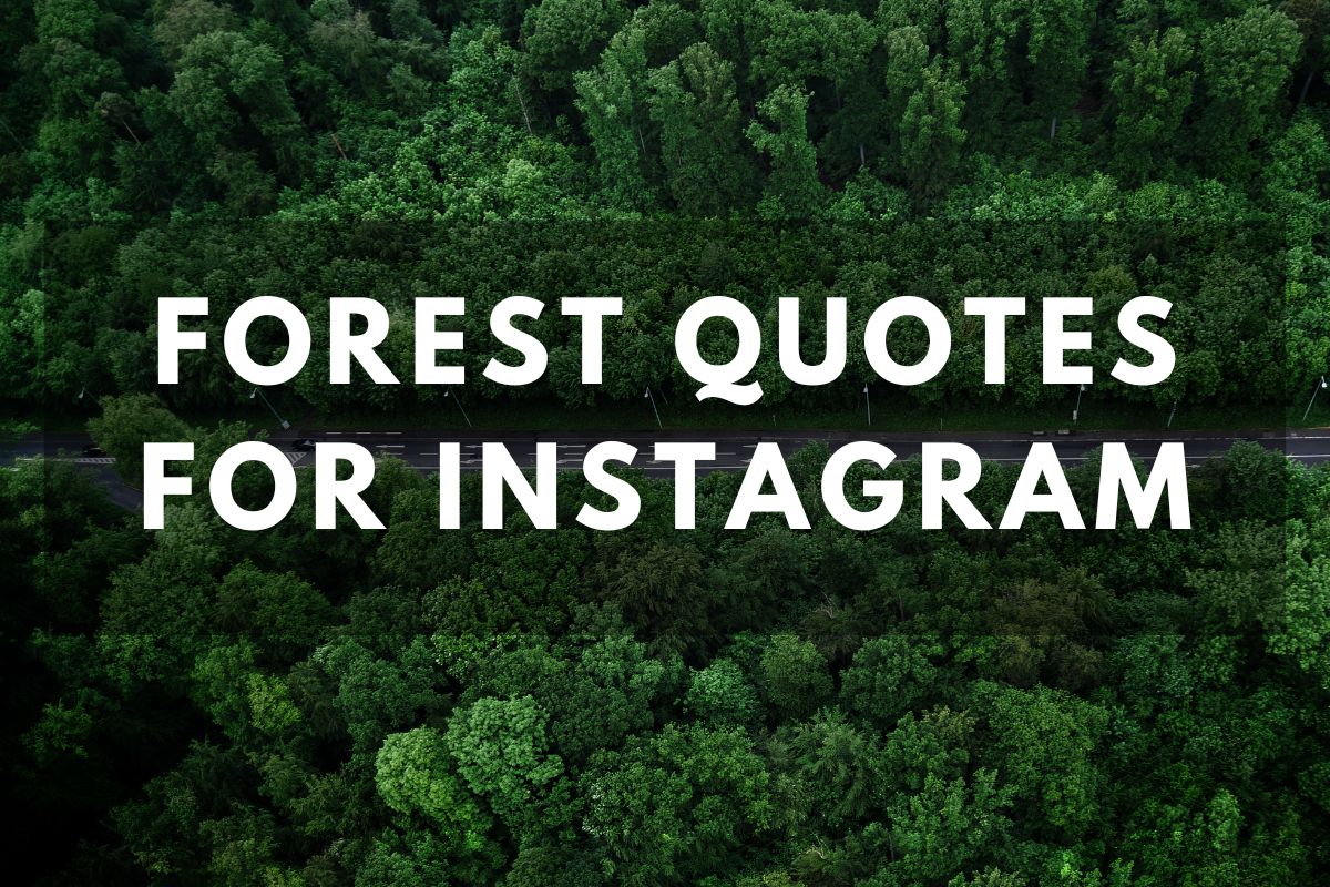 Forest Quotes For Instagram