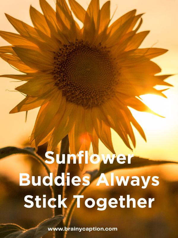 Funny Sunflower Captions- Sunflower buddies always stick together.