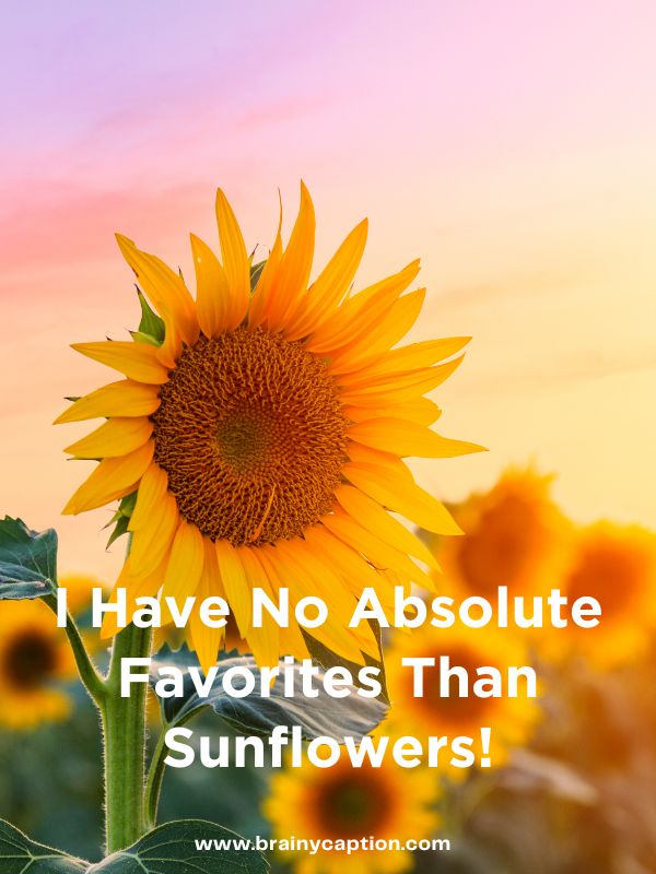 Sunflower Field Captions- I have no absolute favorites than sunflowers!