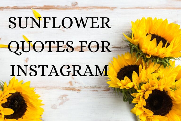 Captivating Sunflower Quotes For Instagram Sunshine