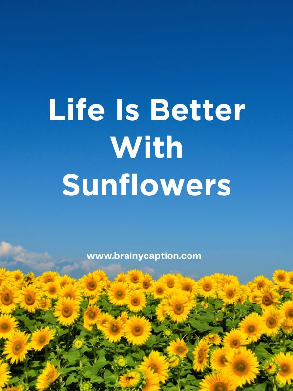 Sunflower Quotes- Life is better with sunflowers.