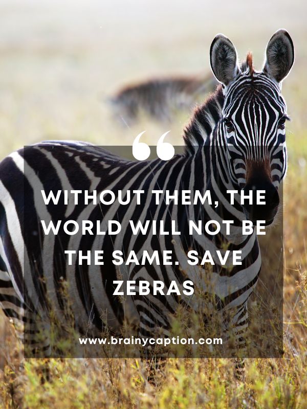 Collection Of International Zebra Day Quotes- Without them, the world will not be the same. Save Zebras.