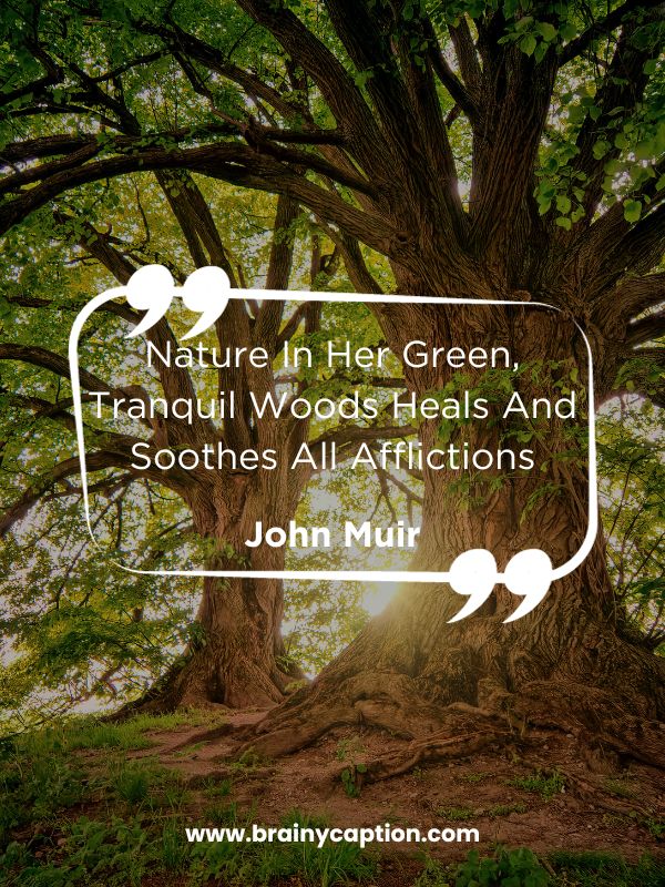 Inspiring Green Color Quotes- Nature In Her Green, Tranquil Woods Heals And Soothes All Afflictions