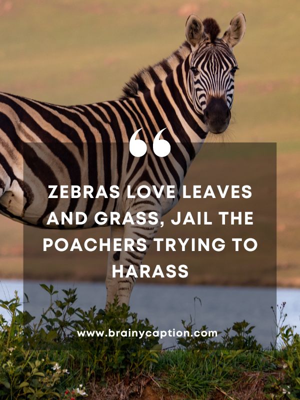 Inspiring International Zebra Day Quotes- Zebras Love Leaves And Grass, Jail The Poachers Trying To Harass