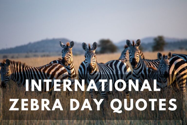 Celebrate International Zebra Day Quotes From Around The Globe
